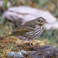 Waldpieper